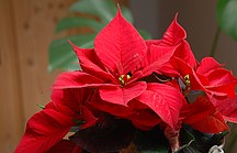 RoterWeihnachtsstern mit Blüte
