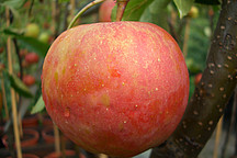 Roter Apfel