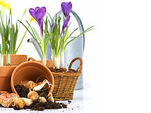 Zwiebelblumen