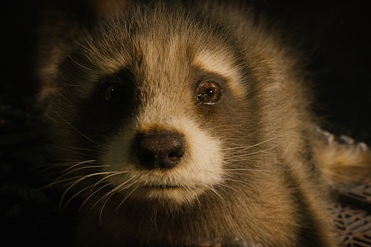 Guardians of the Galaxy