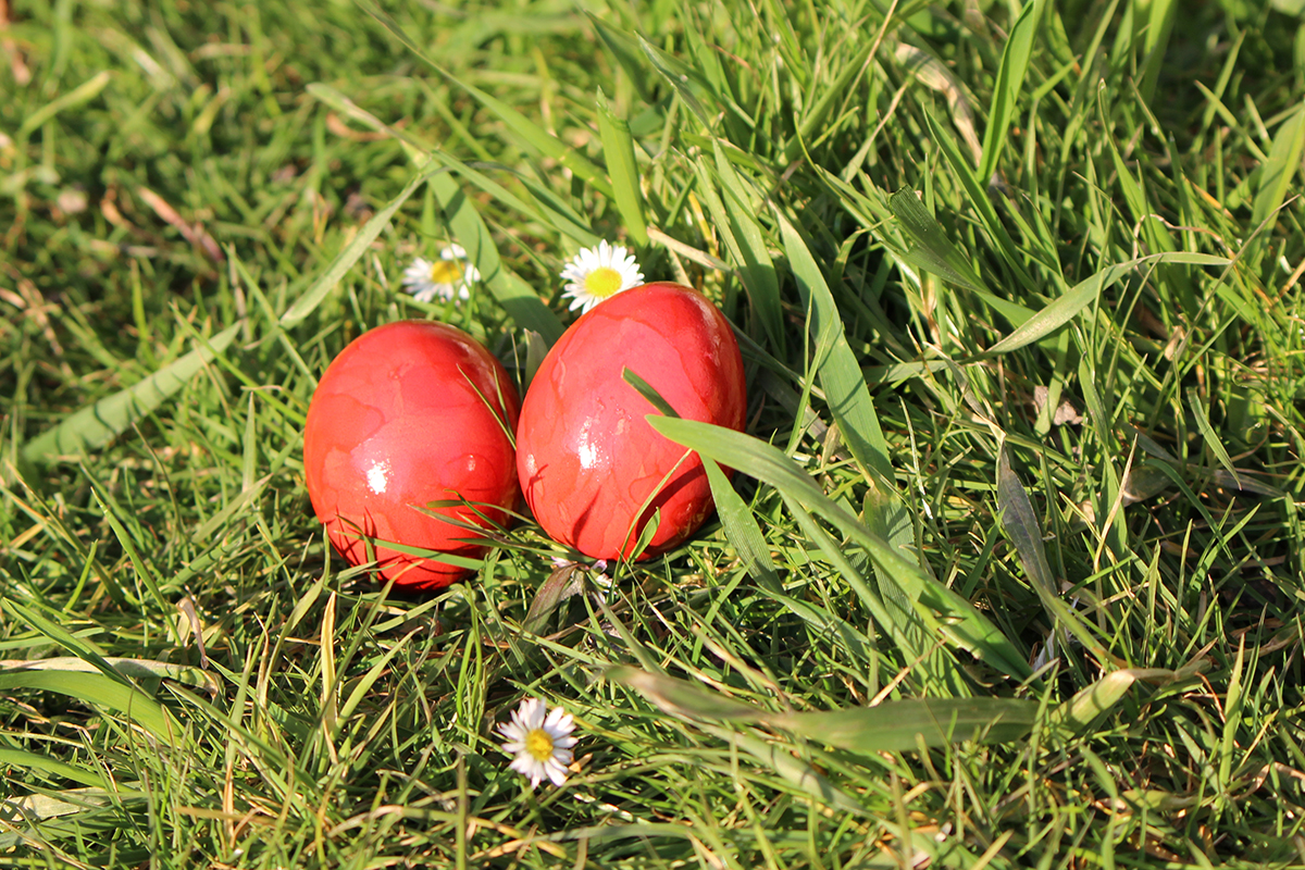 Eier Rot