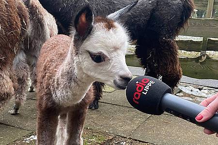 Babyalpaka im Herforder Tierpark