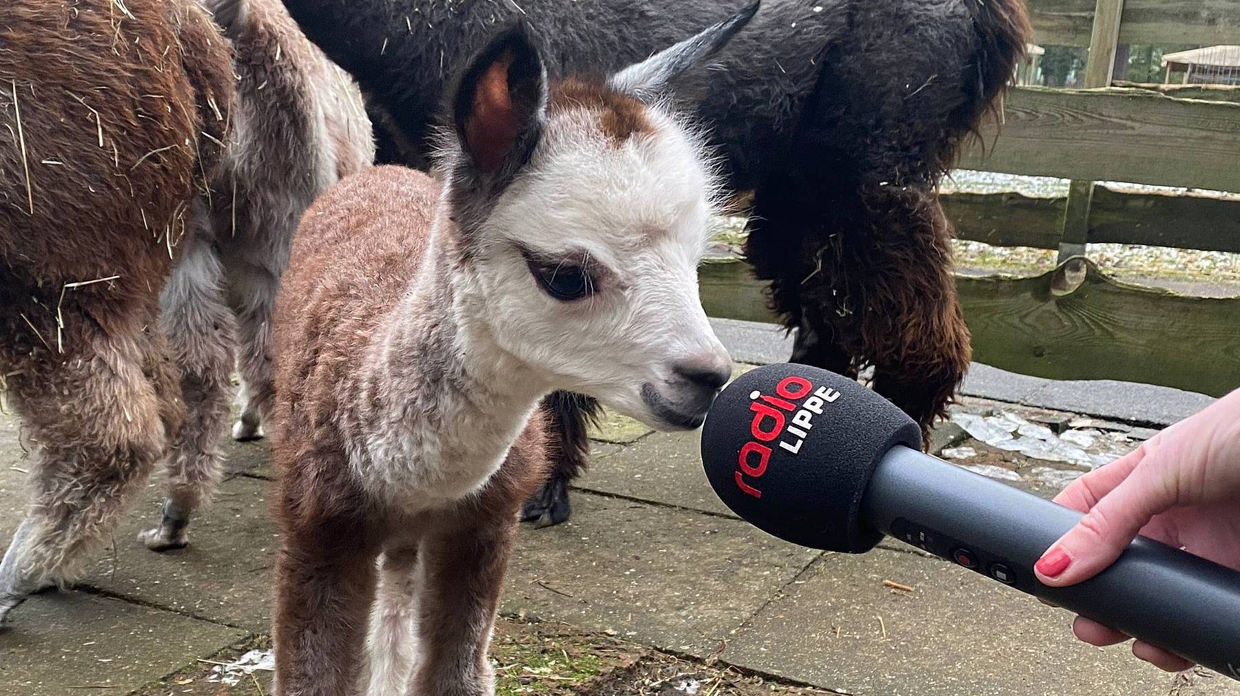 Babyalpaka im Herforder Tierpark