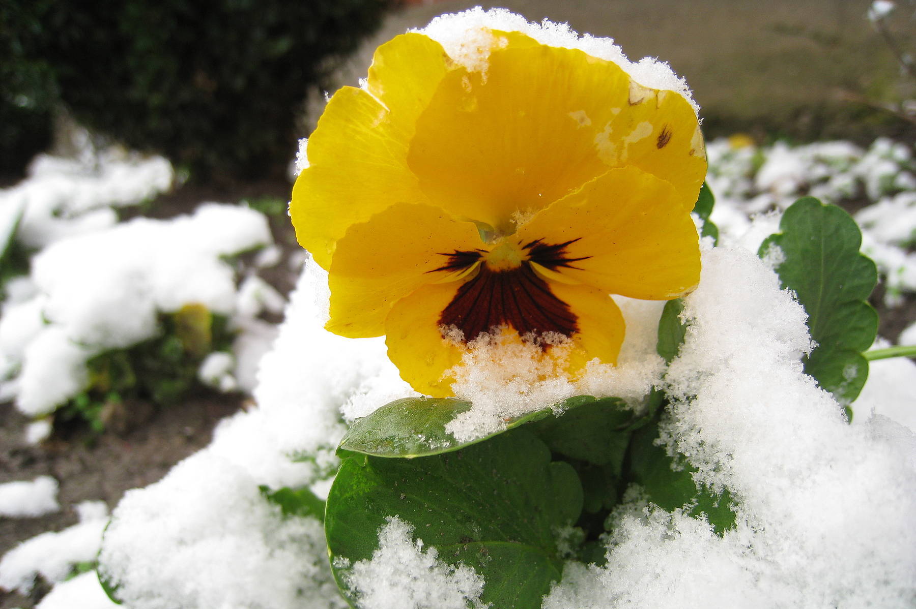 Gartentipp