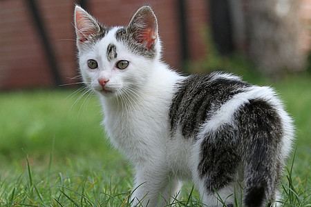 Katze