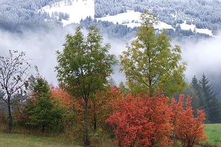 Grüne Bäume im Vordergrund, Berge im Schnee mit Hintergrund