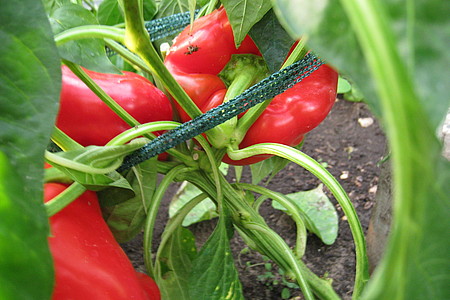 Paprika im Beet