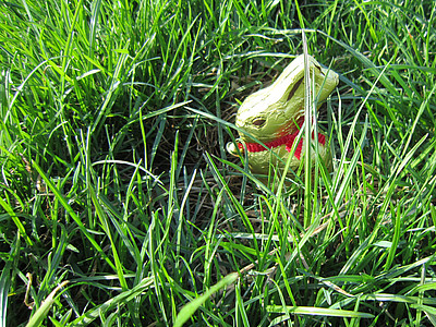 Schokohase im Gras