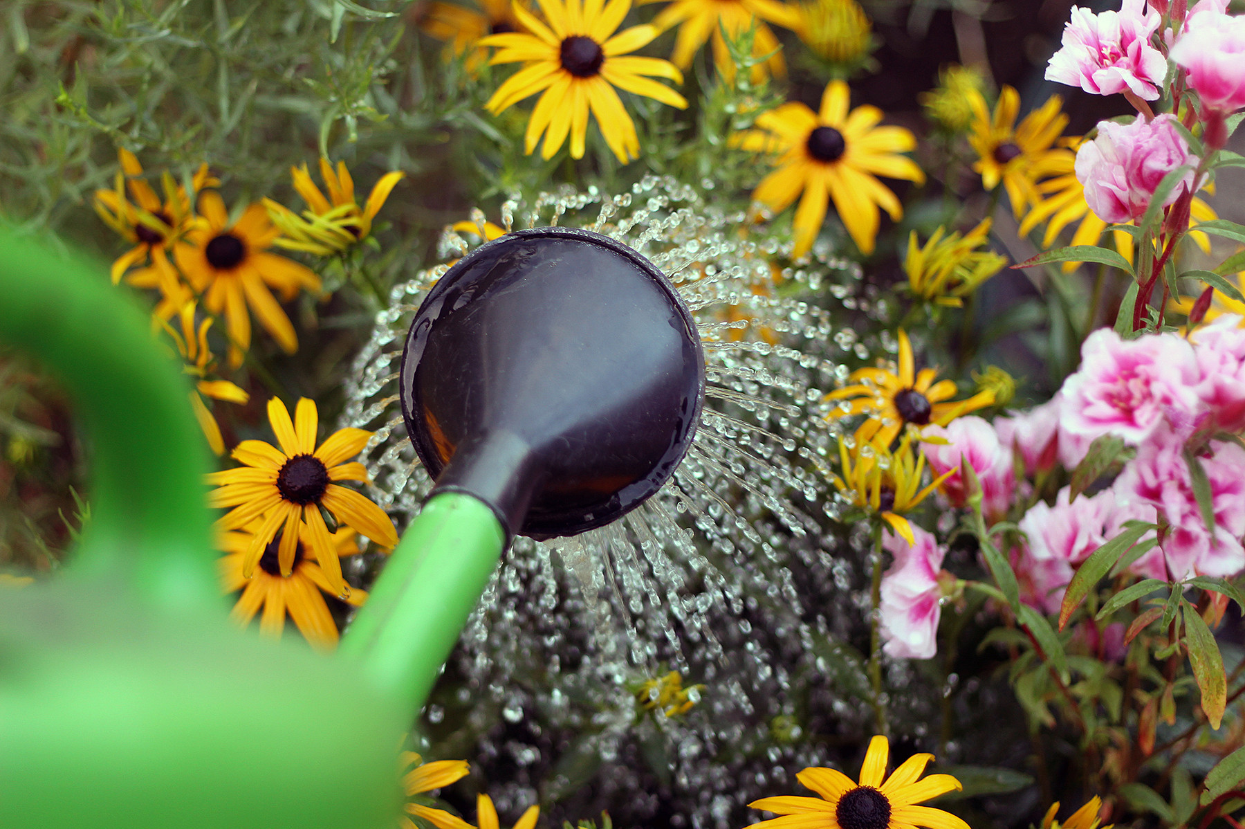 Gartentipp Pflege und Co