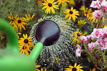 Grüne Gießkanne die Blumen gießt