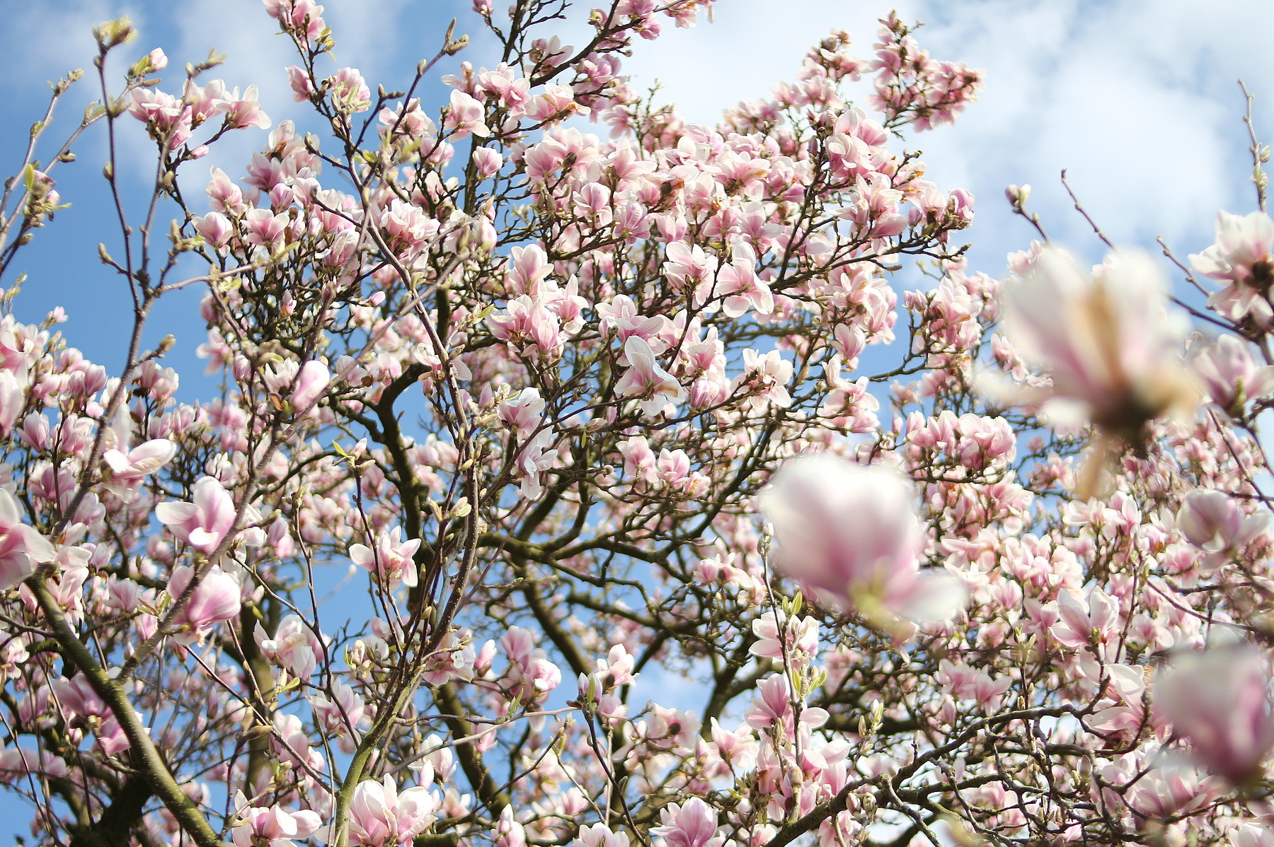 Gartentipp Bäume