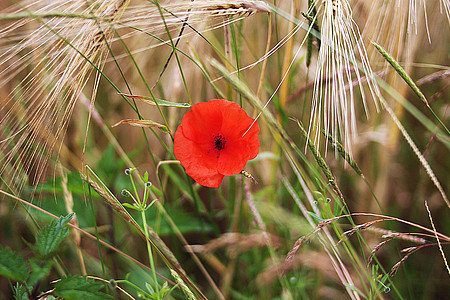 Mohnblume am Feldrand