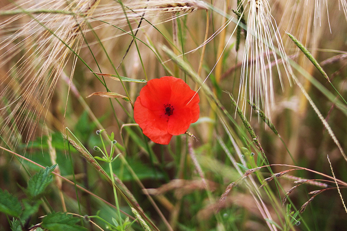 Gartentipp Sommer