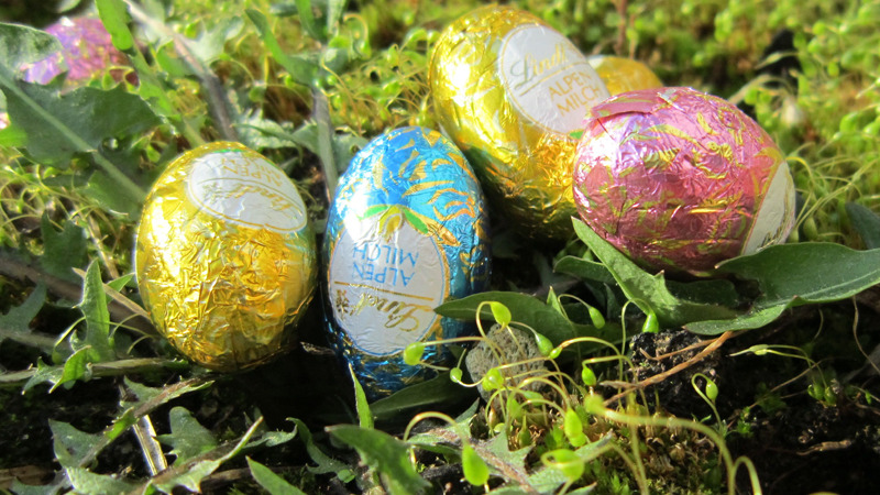 Schokoeier im Löwenzahn