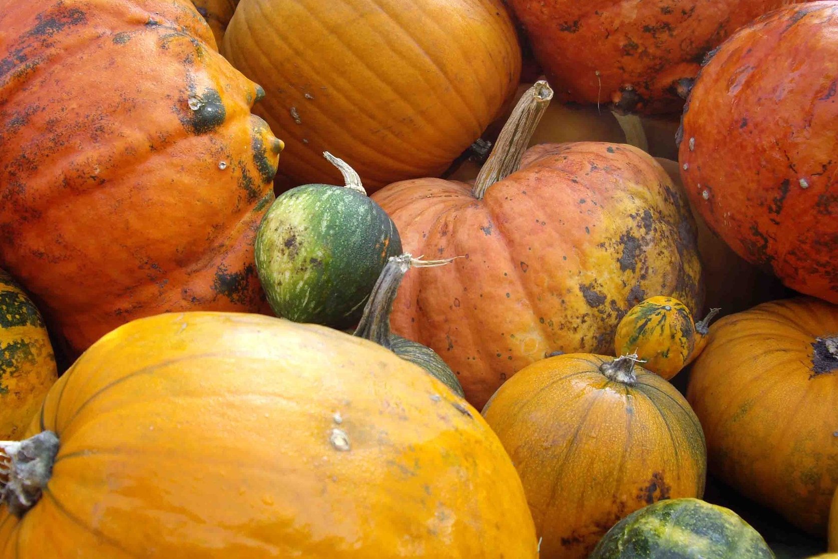 Gartentipp Herbst