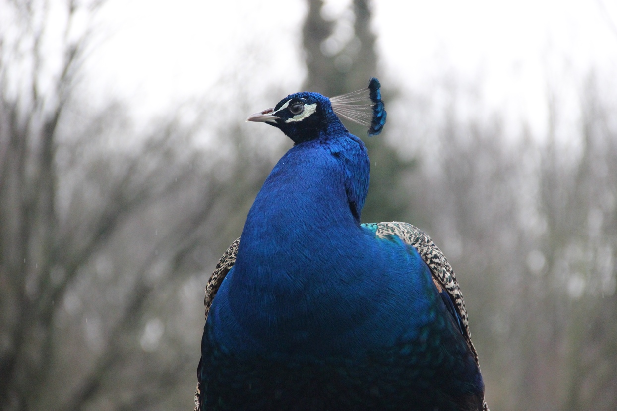 Pfau Tierpark Herford
